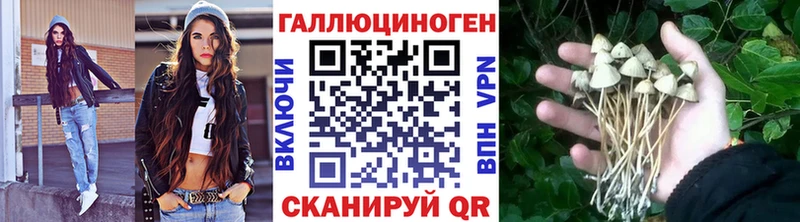 Галлюциногенные грибы Psilocybe  Кизляр 